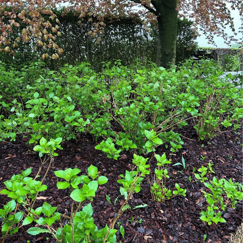 Klantfoto franse boomschors premium nat (na een regenbui)