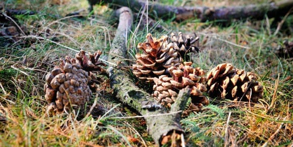 Compostbak maken