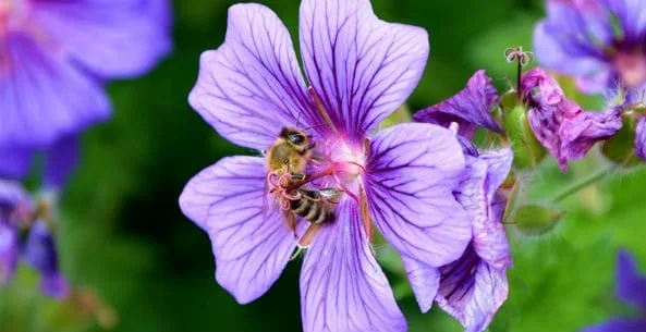 Bij op bloem