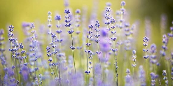 Skim Onderhandelen Weiland Vaste planten: welke soorten hebben welke voordelen?