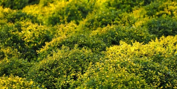 Buxus bemesten