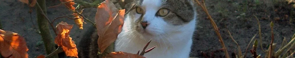 katten weren
