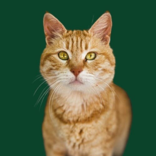 Kat