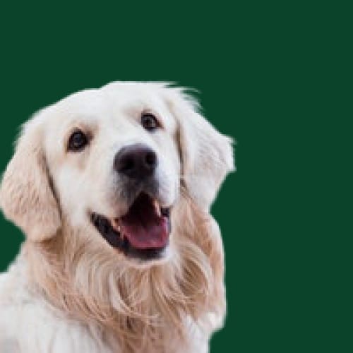 Hond