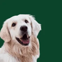 hond