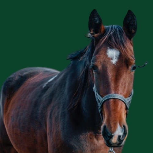 Paard