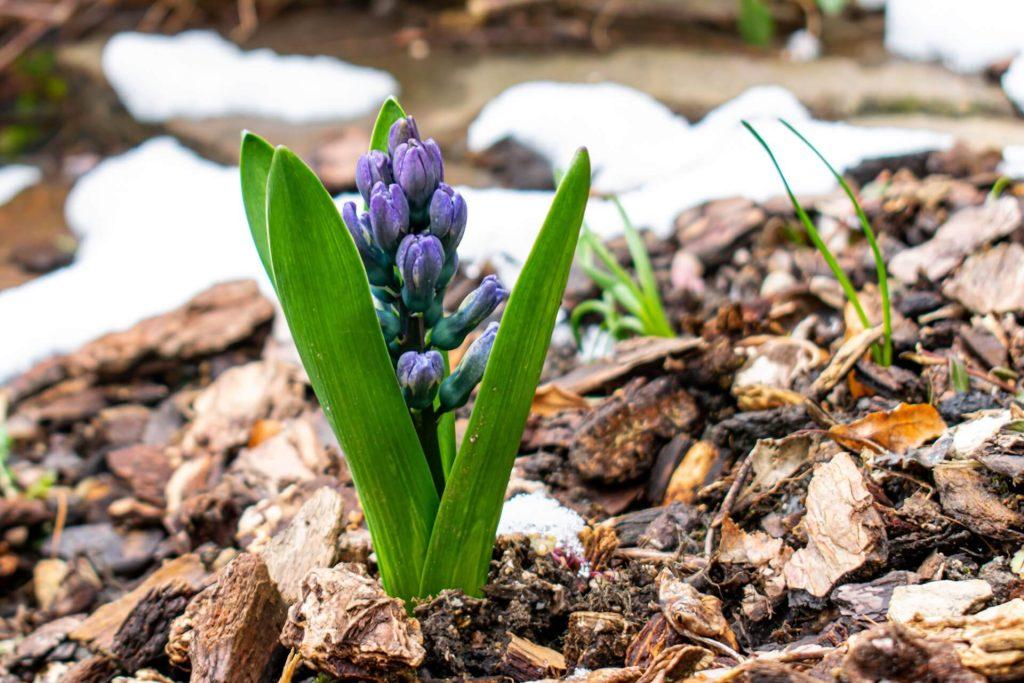 Hyacint-winter-sneeuw-mulchlaag
