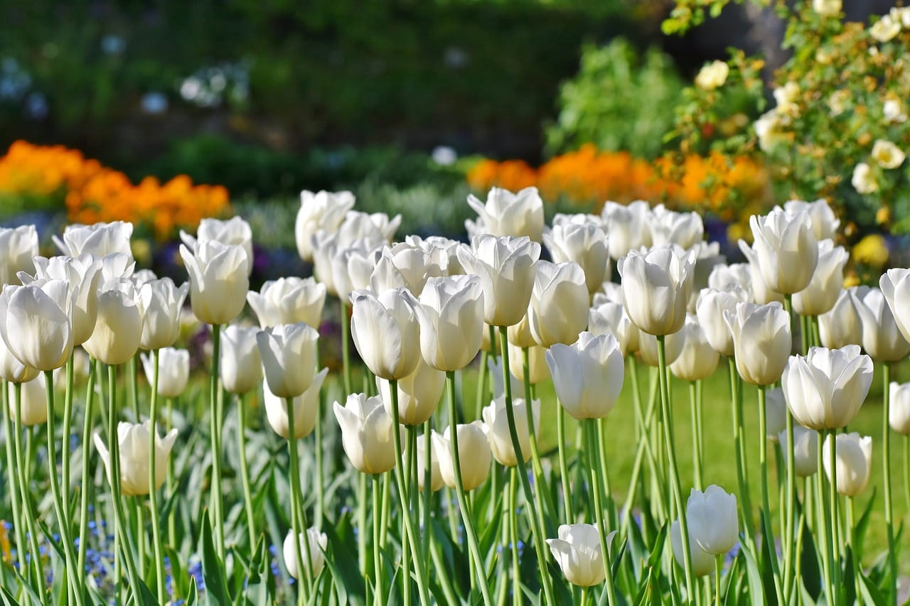 witte tulpen, tuin in de lente, voorjaar in de tuin