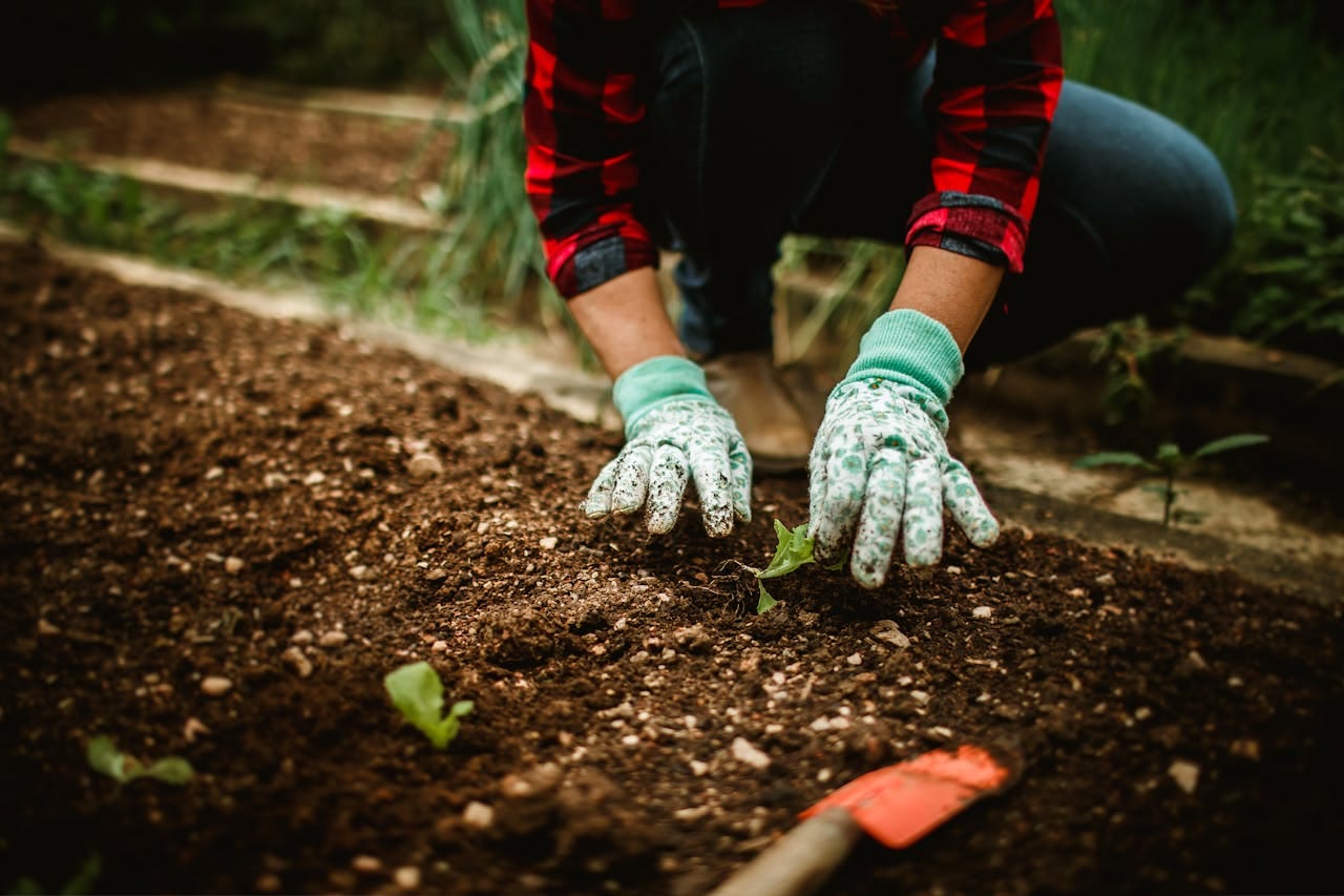 moestuin bemesten met de hand