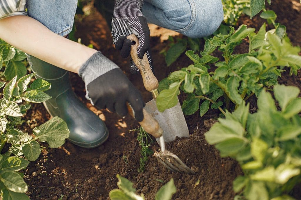 moestuin onderhouden