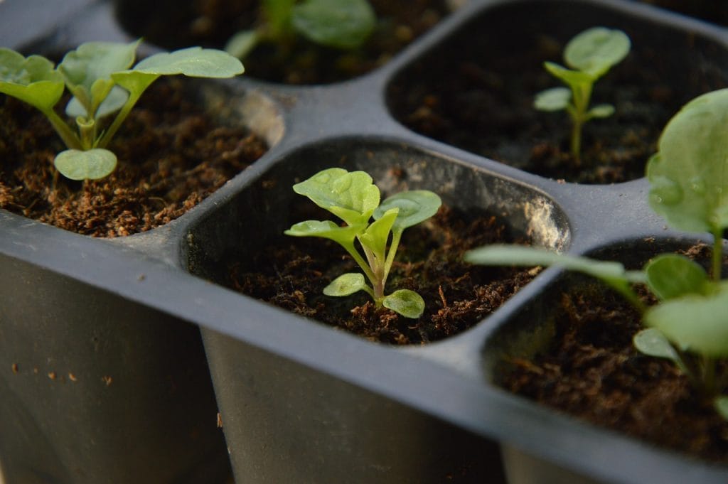 moestuinbakje inzaaien